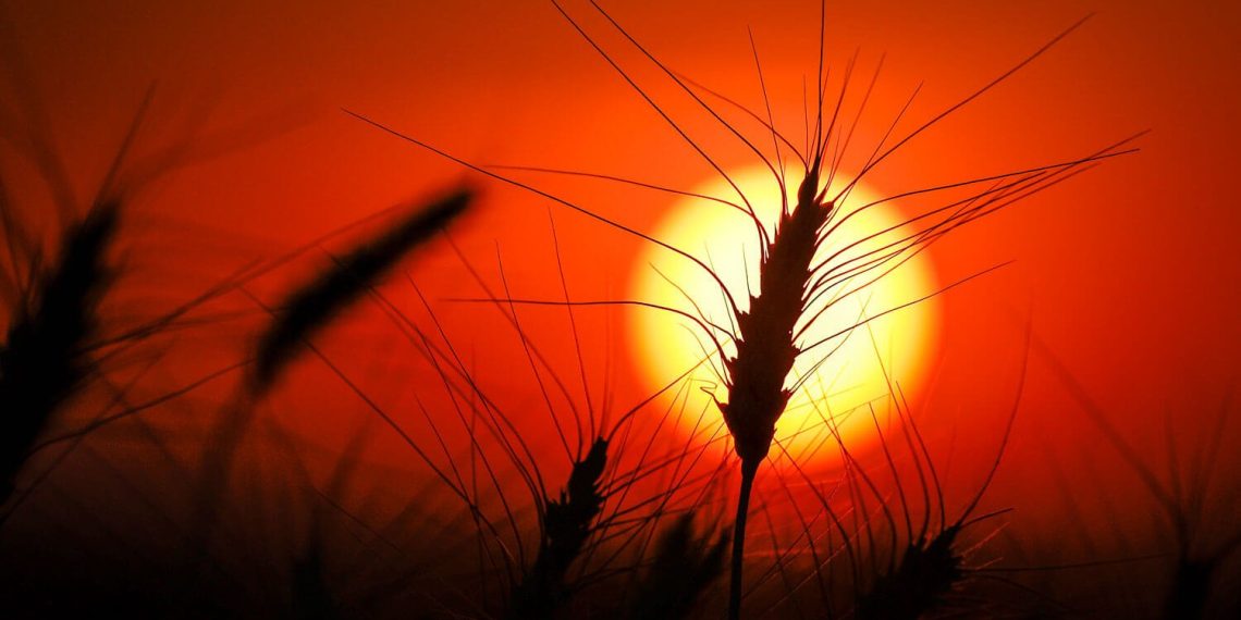 Will food prices keep going up? Check the weather