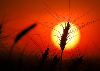 Will food prices keep going up? Check the weather