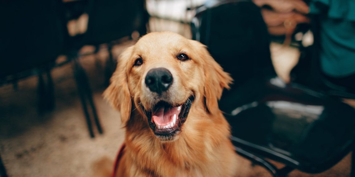 Is pet insurance worth it in Canada?